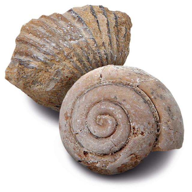 Discovery - Toy Excavation Kit Mini Fossil 2Pc