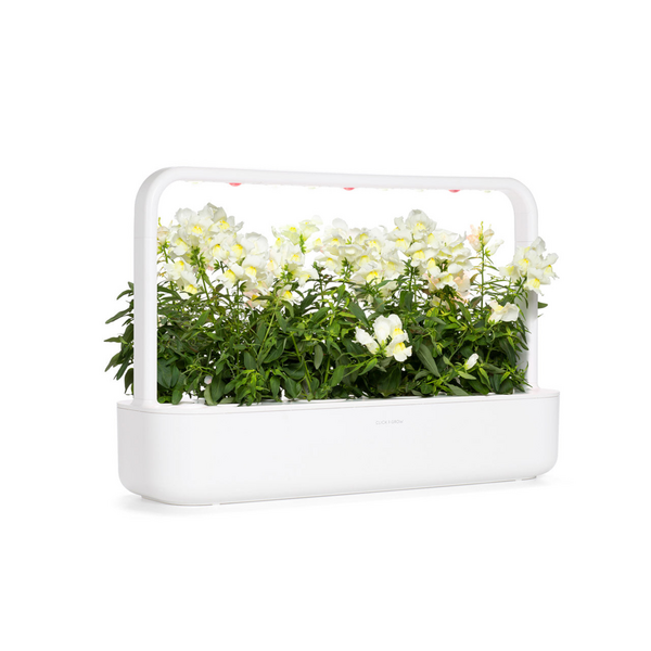 Click & Grow White Snapdragon / 3-pack