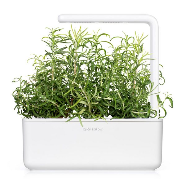 Click & Grow Seeds Rosemary