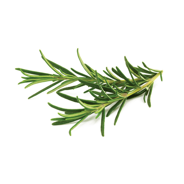 Click & Grow Seeds Rosemary