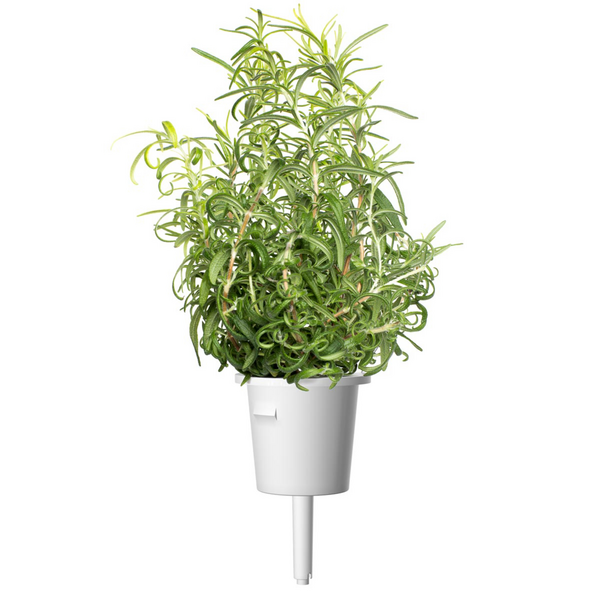 Click & Grow Seeds Rosemary