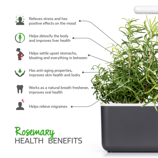 Click & Grow Seeds Rosemary