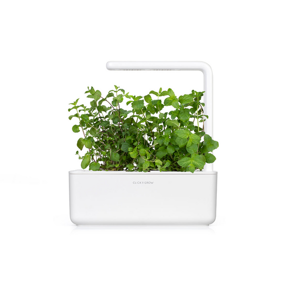 Click & Grow Seeds Peppermint
