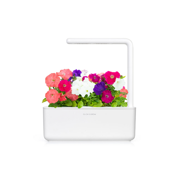 Click & Grow Seeds Petunia