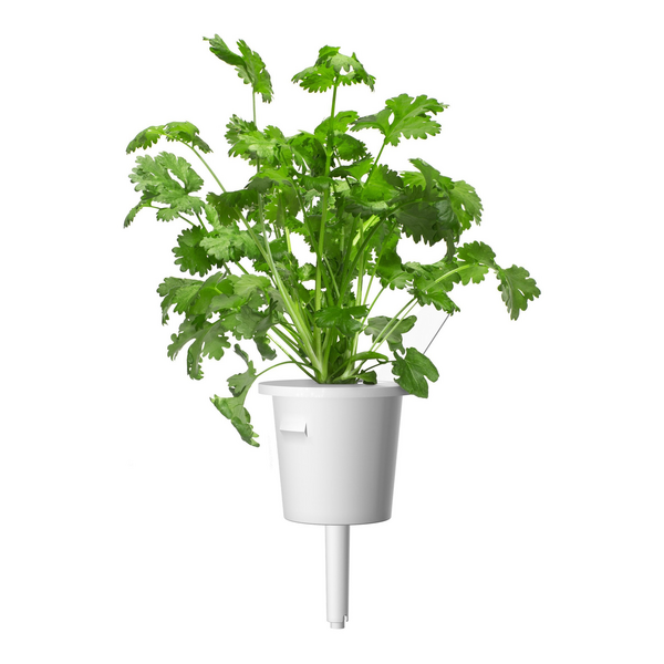 Click & Grow Seeds Coriander