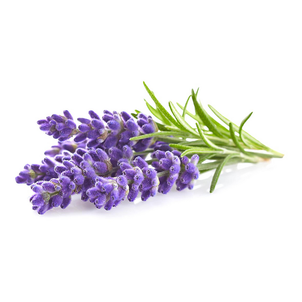 Click & Grow Seeds Lavender
