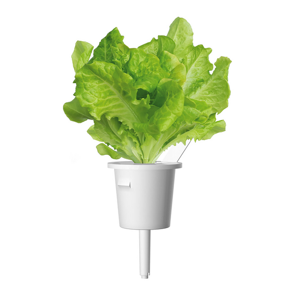 Click & Grow Seeds Green Lettuce