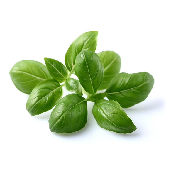 Click & Grow Seeds Basil