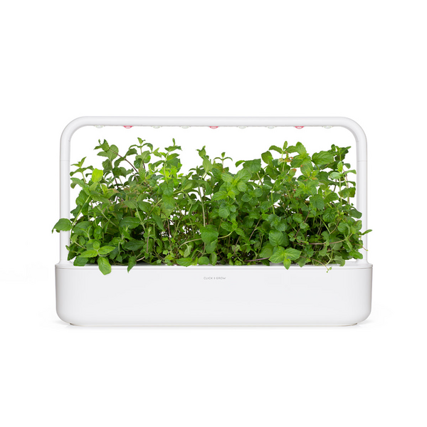 Click & Grow Seeds Peppermint