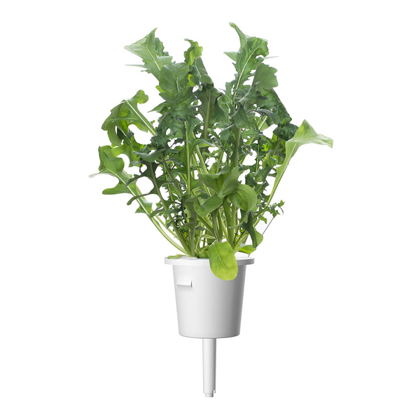 Click & Grow Seeds Arugula