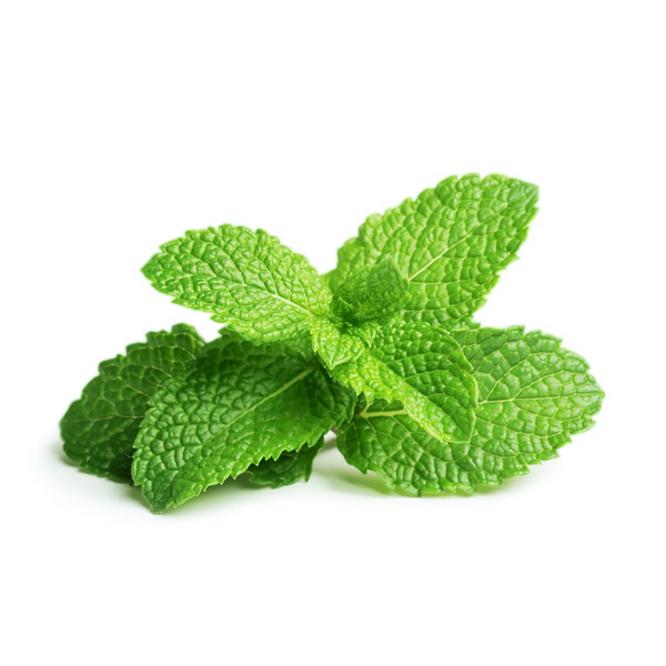 Click & Grow Seeds Peppermint