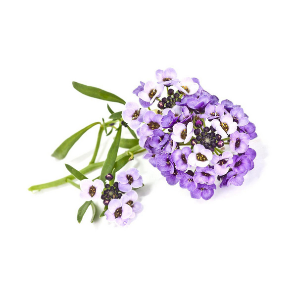 Click & Grow Sweet Alyssum / 3-pack