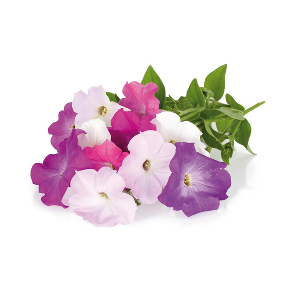 Click & Grow Seeds Petunia