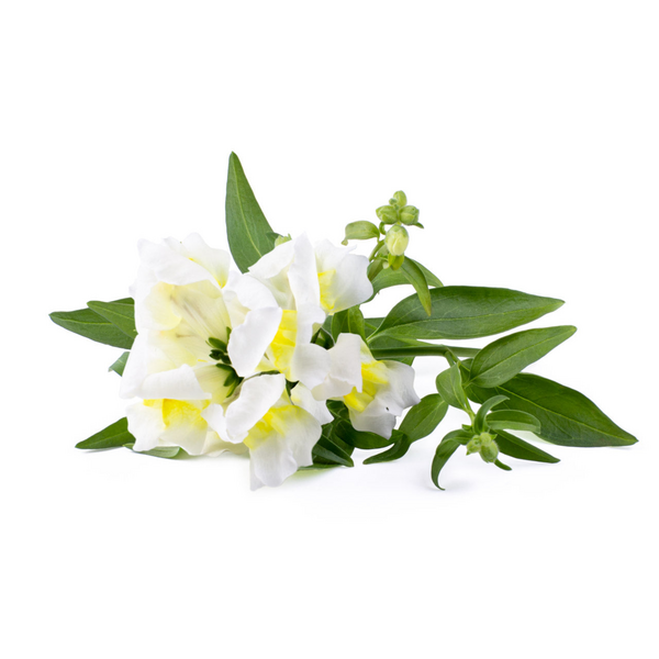 Click & Grow White Snapdragon / 3-pack