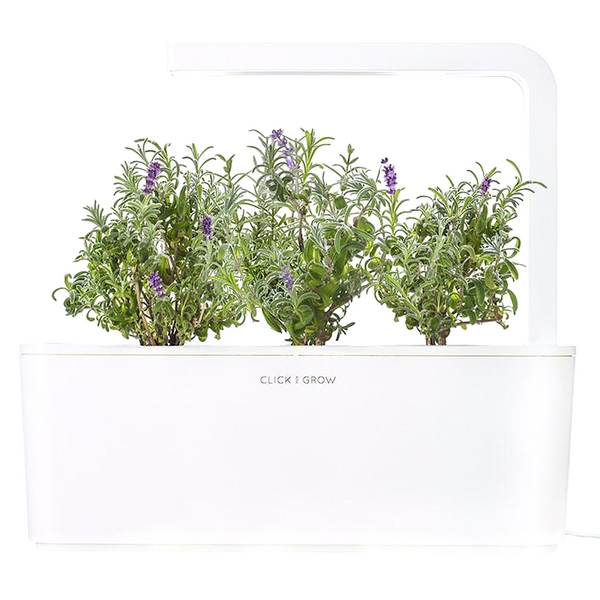 Click & Grow Seeds Lavender