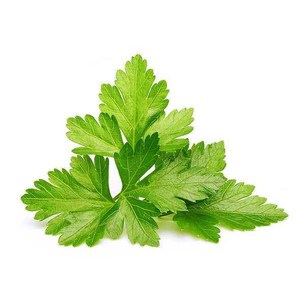 Click & Grow Seeds Coriander