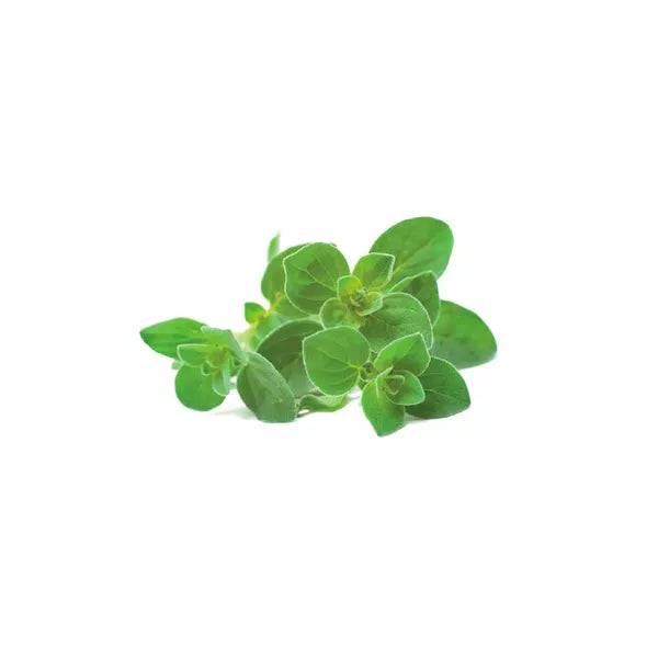 Click & Grow Seeds Oregano