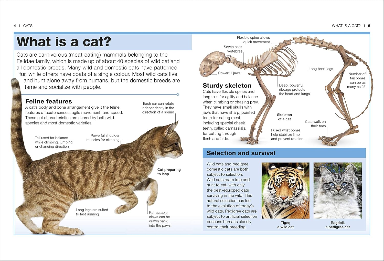 Cats