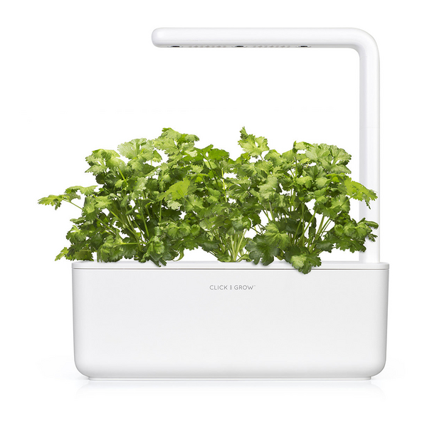 Click & Grow Seeds Coriander