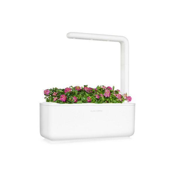 Click & Grow Sweet Alyssum / 3-pack