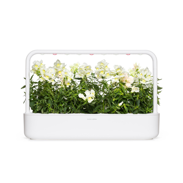 Click & Grow White Snapdragon / 3-pack