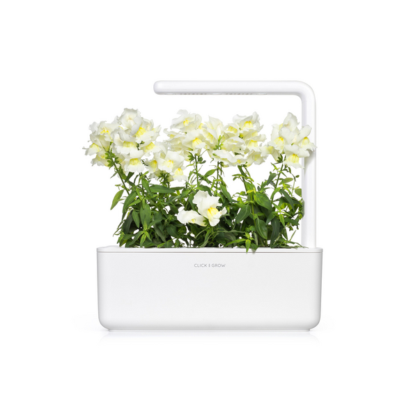 Click & Grow White Snapdragon / 3-pack