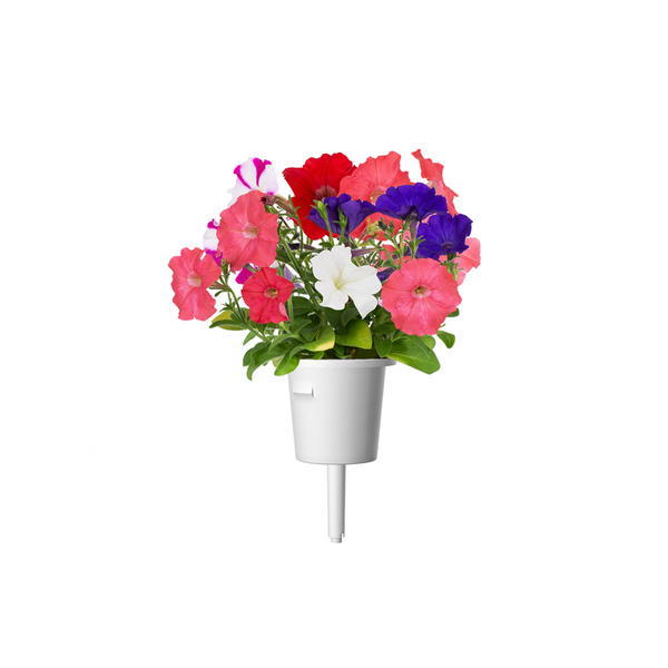 Click & Grow Seeds Petunia