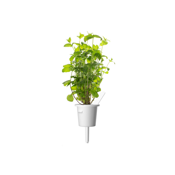 Click & Grow Seeds Peppermint