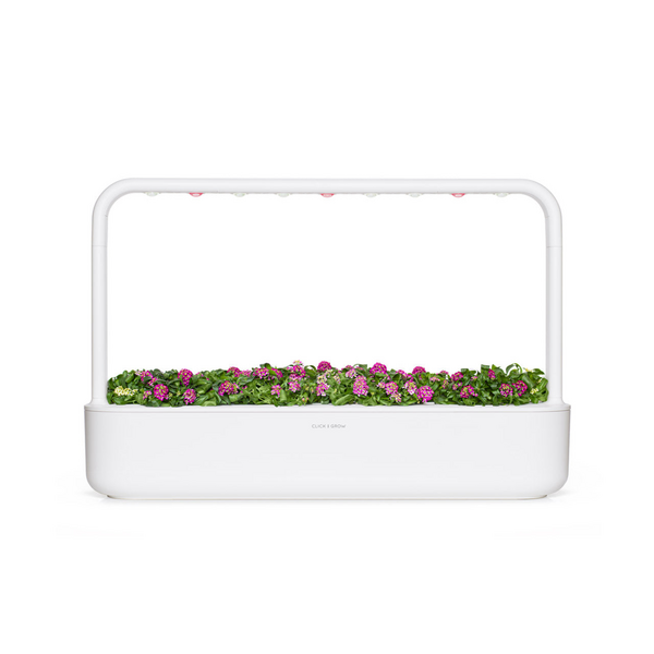 Click & Grow Sweet Alyssum / 3-pack