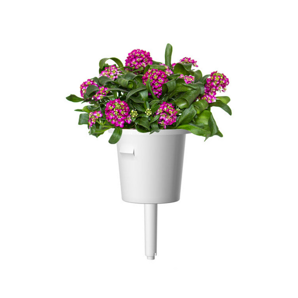 Click & Grow Sweet Alyssum / 3-pack